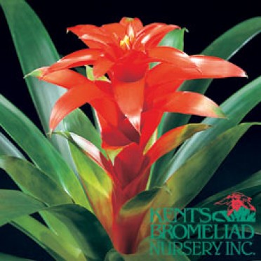 Guzmania 'Orange Denise'