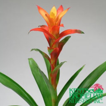 Guzmania 'Orange Jazz'