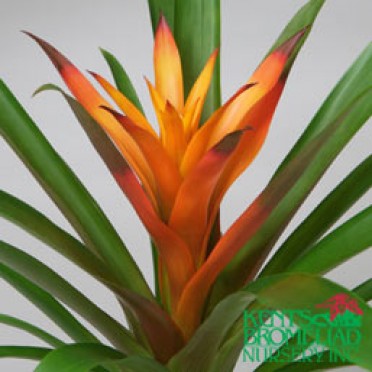 Guzmania 'Orange Orangina'