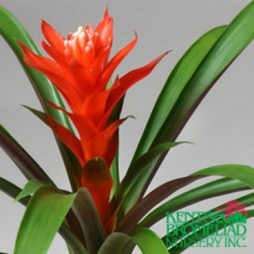 Guzmania 'Orange Paloma'