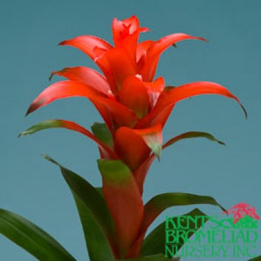 Guzmania 'Orange Valencia'