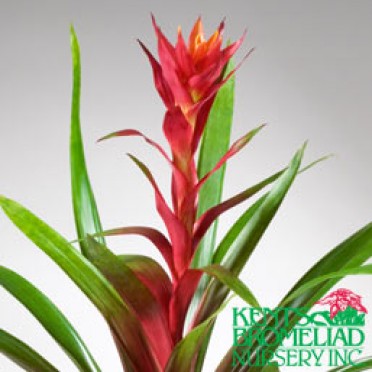 Guzmania 'Orange w/Yellow Kapoho Fire'