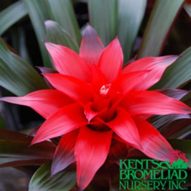 Guzmania 'Orange-Red Brilliance'