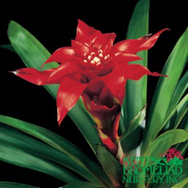 Guzmania 'Orange-Red Empire'