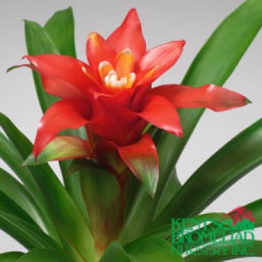 Guzmania 'Orange-Red Ostara'