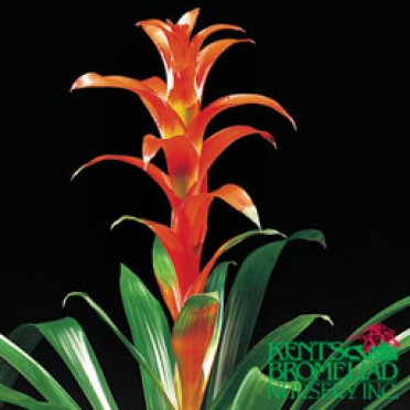 Guzmania 'Orange-Red Rana'