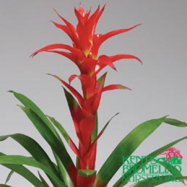 Guzmania 'Orange-Red Scarlet'