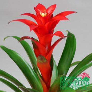 Guzmania 'Orange-Red Starlight'