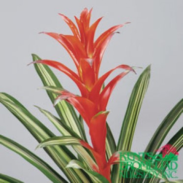 Guzmania 'Orange/Red w/ var. leaves Bandera'