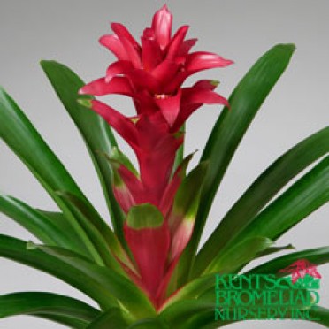 Guzmania 'Pink Ashley'