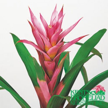 Guzmania 'Pink Gwendolyn'