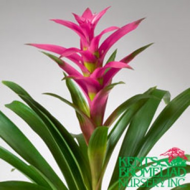 Guzmania 'Pink Ke 102'