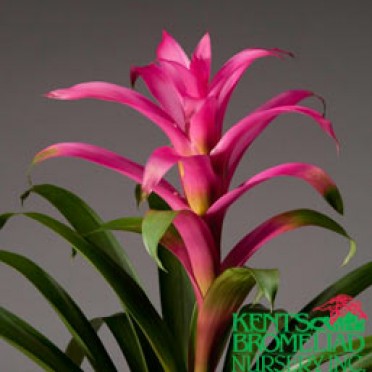 Guzmania 'Pink Lindsey'