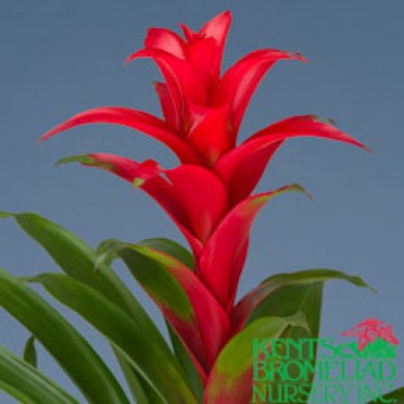 Guzmania 'Pink-Red Strawberry'