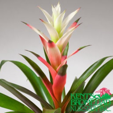 Guzmania 'Pink-Red with white bi-color Kay'