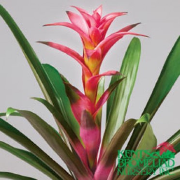 Guzmania 'Pink/Salmon Hot Lips'