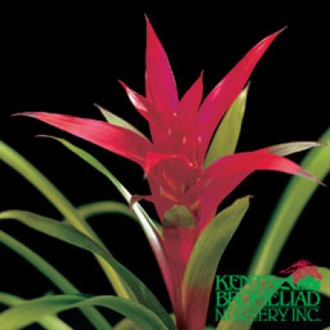 Guzmania 'Purple Amaranth'