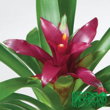 Guzmania 'Purple Intro'