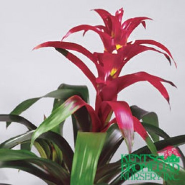 Guzmania 'Purple Sangria'