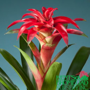 Guzmania 'Red Chili Pepper'