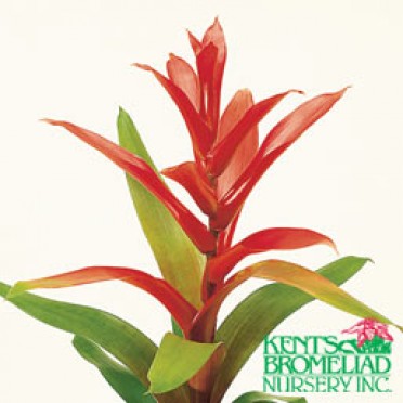 Guzmania 'Red Daniel'