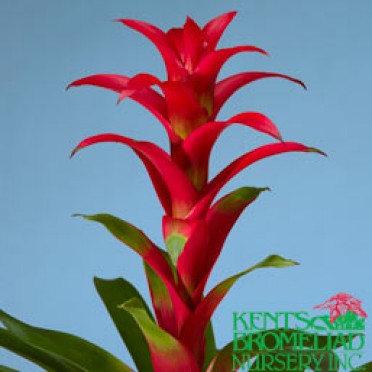 Guzmania 'Red Fire'