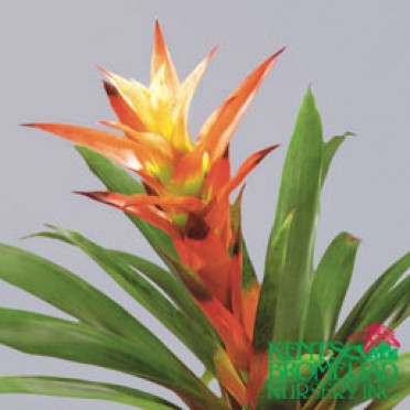 Guzmania 'Red Flash'