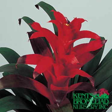 Guzmania 'Red Lance'