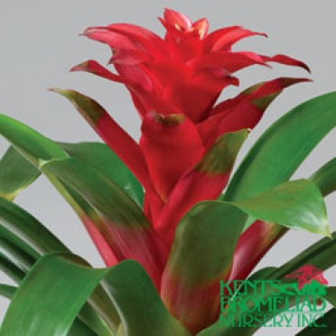 Guzmania 'Red Manzana'