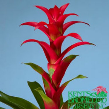 Guzmania 'Red with Yellow Center Mariah'
