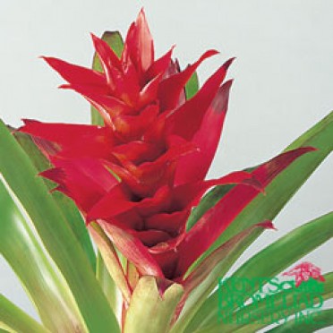 Guzmania 'Red-Pink Neon'