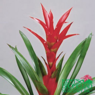 Guzmania 'Reddish Pink Pinkday'