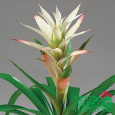 Guzmania 'White Bethlehem'