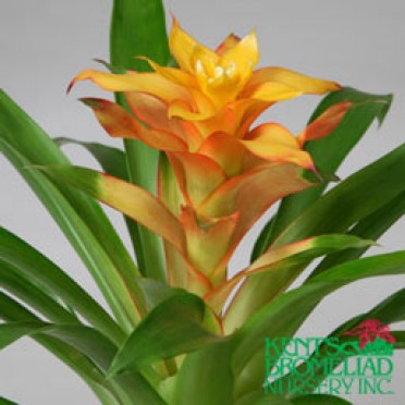 Guzmania 'Yellow Aureus'