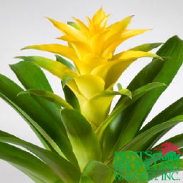 Guzmania 'Yellow Diane'