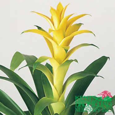 Guzmania 'Yellow Hilda'