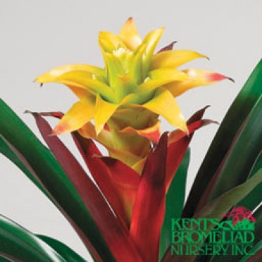 Guzmania 'Yellow w/Orange Soledo'