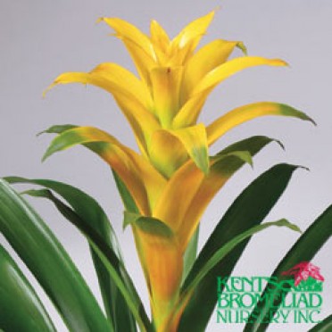 Guzmania 'Yellow-Orange Saffron'