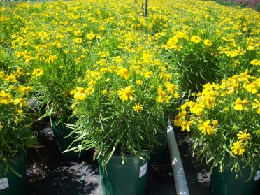 Helenium 'Dakota Gold'