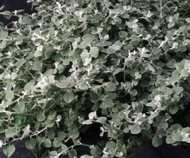 Helichrysum 'White Licorice'