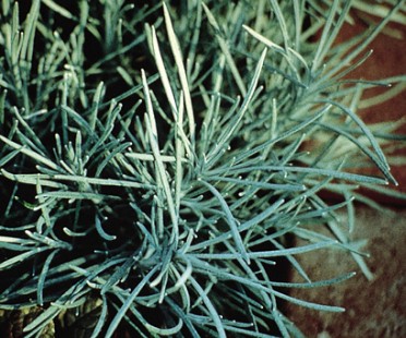 Helichrysum thianschanicum 'Icicles'