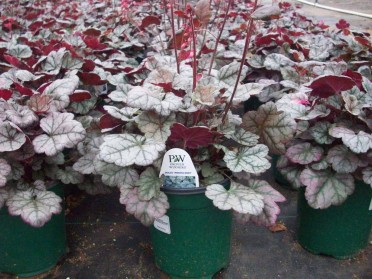 Heuchera 'Dolce Blackcurrant'