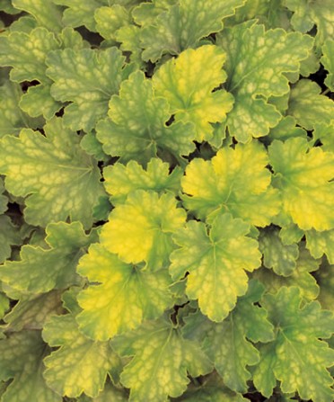 Heuchera 'Key Lime Pie'