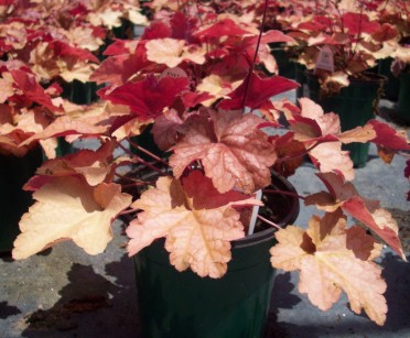 Heuchera 'Peach Melba'