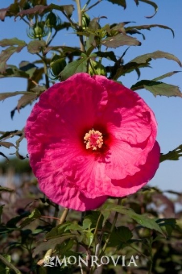 Hibiscus 'James Fleming'