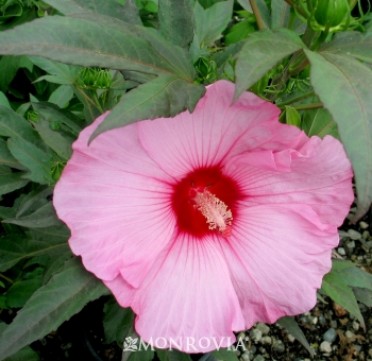 Hibiscus 'Stardust '