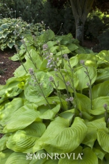 Hosta 'Sum & Substance'