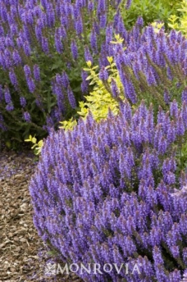 Hyssop 'Blue Fortune'