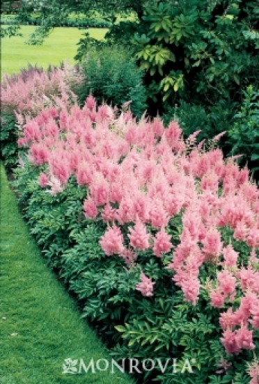 Inshriach Pink Astilbe