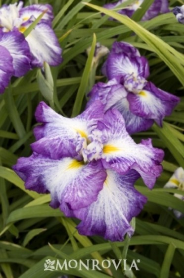 Iris Japanese  'Cascade Spice'